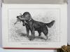 Horn, Otto, Handbuch des Hunde-Sport.