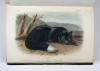 Audubon, John James und John Bachmann, The Quadrupeds of North America.