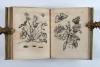 Merian, Maria Sibylla, Erucarum ortus, alimentum et paradoxa metamorphosis. In qua origo, pablum, transformatio, nec con tempus, locus et proprietates erucarum, vermium, papilionum, phalaenarum, muscarum, aiorumque hujusmodi exsanguium animalculorum exhibentur…