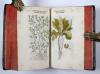 Fuchs, Leonhart, Primi de stirpium historia commentariorum tomi vivae imagines, in exiguam angustioremque formam contractae…