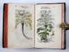 Fuchs, Leonhart, Primi de stirpium historia commentariorum tomi vivae imagines, in exiguam angustioremque formam contractae…