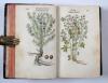 Fuchs, Leonhart, Primi de stirpium historia commentariorum tomi vivae imagines, in exiguam angustioremque formam contractae…