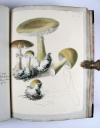 Wharton, Elizabeth, British Fungi. Manuskript mit 288 Tafeln.