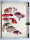 Wharton, Elizabeth, British Fungi. Manuskript mit 288 Tafeln.