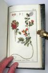 (Zorn, Johannes), Alle Werke komplett, uniform gebunden und in neuwertigem Zustand.  I. Abbildungen von Arzneygewächsen. Icones plantarum medicinalium. 6 Bände. II. Dreyhundert auserlesene amerikanische Gewächse nach Linneischer Ordnung. 6 Teile in 3 Bänden. III. Auswahl schöner und seltener Gewächse als Fortsetzung der amerikanischen Gewächse. 5 Teile in 3 Bänden.