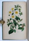 Sweet, Robert, Cistineae. The natural order of cistus, or rock-rose…in the gardens of Great Britain; with the best directions for their cultivation and propagation.