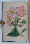 Sweet, Robert, Cistineae. The natural order of cistus, or rock-rose…in the gardens of Great Britain; with the best directions for their cultivation and propagation.