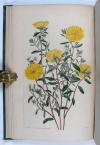 Sweet, Robert, Cistineae. The natural order of cistus, or rock-rose…in the gardens of Great Britain; with the best directions for their cultivation and propagation.