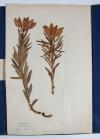 Anonym Herbarium.